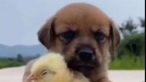 Funny animal video, very funny dogs enjoying moments