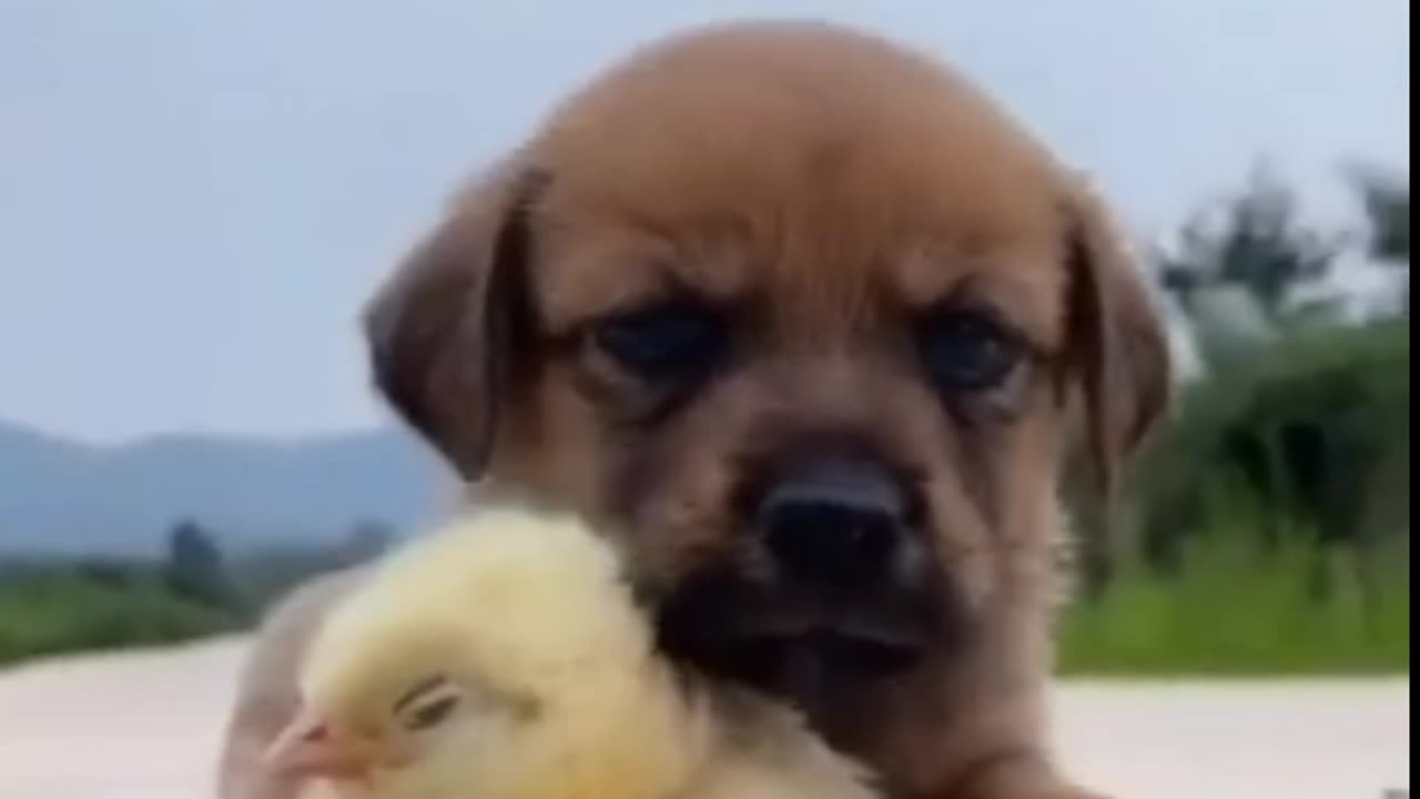 Funny animal video, very funny dogs enjoying moments