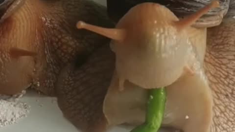 How to get my prize 😁😀😀 the average weight of