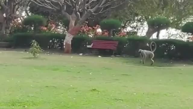 Monkey copies backflip