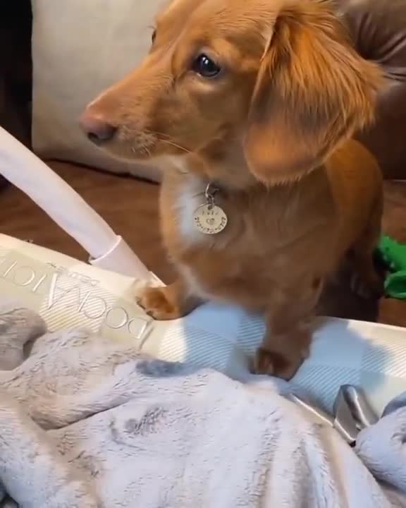 Cute baby fun with cute puppy