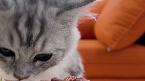 Cat Mukbang ASMR