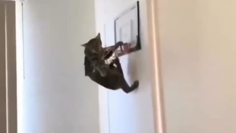 Is your cat funny like this 🥹❤️