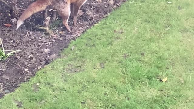 Fox Does Its Business in the Backyard