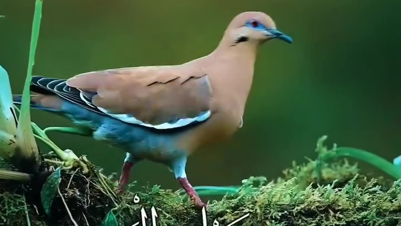 بلغوا عني ولو آية