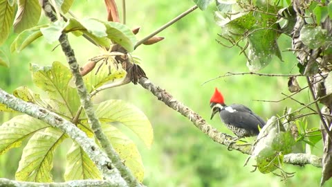 Beautiful birds