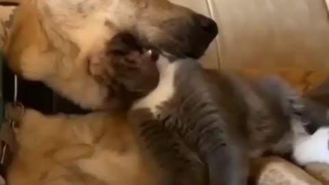 DOGS LOVE CATS