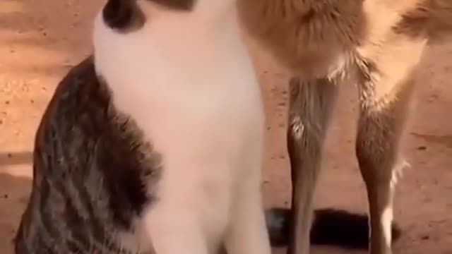 trending Funny Cat 😹😹🐐🐠Video cat kissed deer video