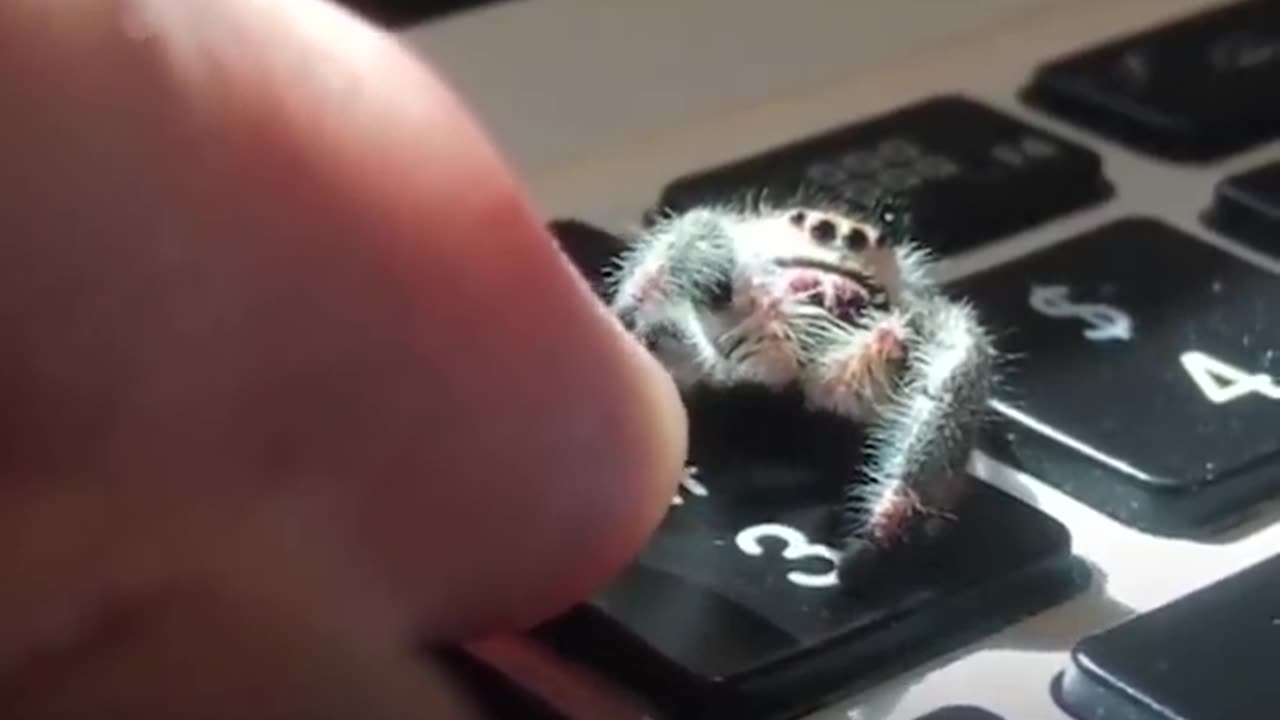 High fives are given to Dad by the adorable spider.