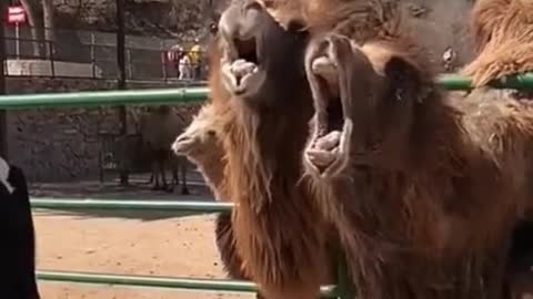 The camel said, are you going to feed me #foryou #funny #haha #animals #pet #fyp