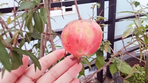 Pomegranate Tree