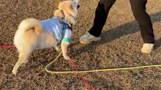 Funniest Dog Playing With Owner Funny Videos That Will Make You Laugh Funny Dogs Videos 05