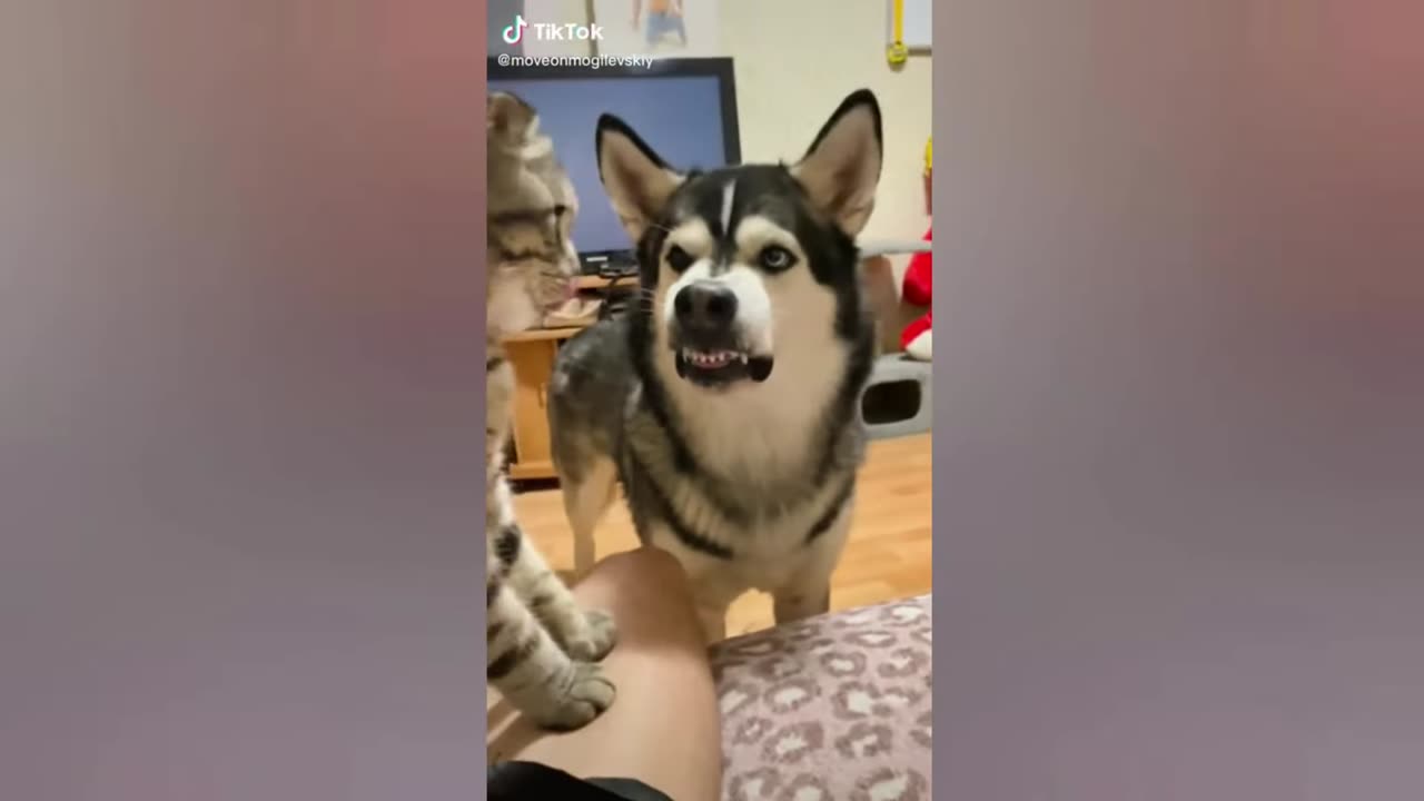 Funny Dogs 2024
