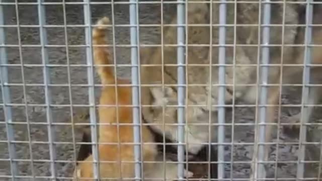 friendship of a cat and a wolf