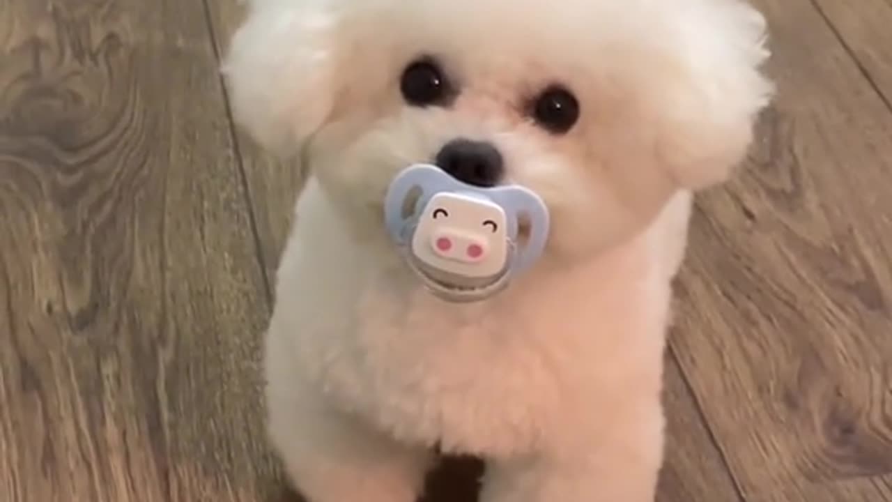 Adorable Puppy with a Pacifier 🐶❤️