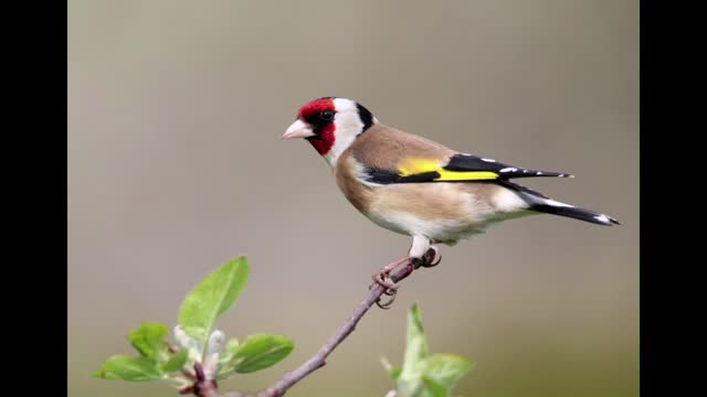 Bird Calls for Waking up in the morning | Videos for Cats | Nature Wildlife