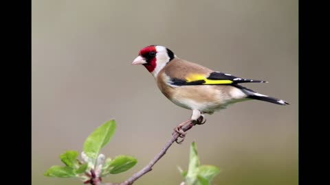 Bird Calls for Waking up in the morning | Videos for Cats | Nature Wildlife