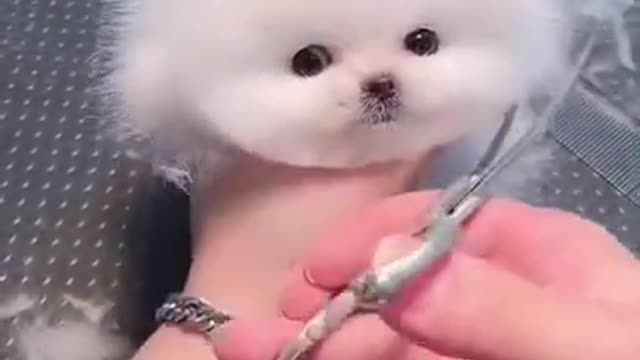 The cutest dog on tik tok