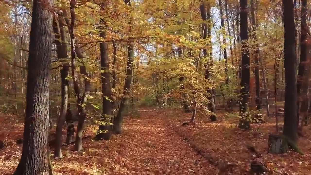 Enchanting Autumn Forests with Beautiful Piano Music