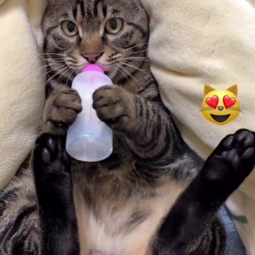 Funny cat and dog videos|Lovely pet videos