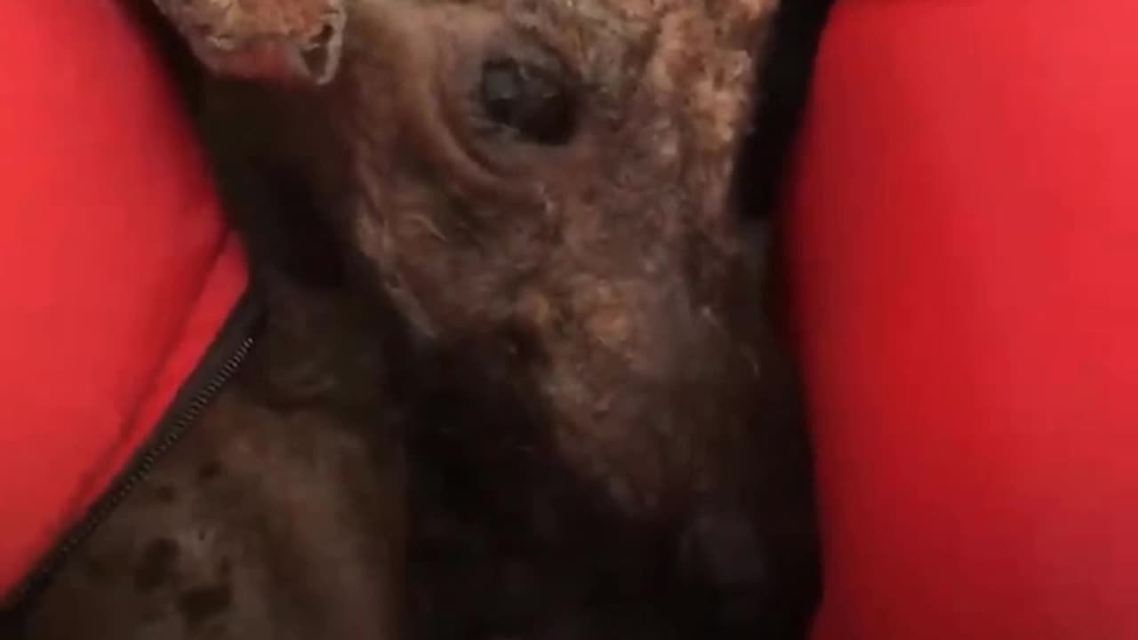 Rescued Street Dog Is Unrecognizable Now