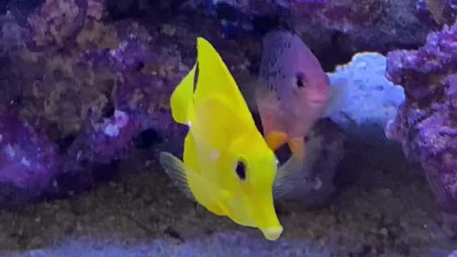 Sea life ! Beautiful yellow angelfish ! Angelfish