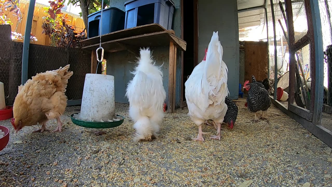 Backyard Chickens Relaxing Sounds Noises Hens Clucking Roosters Crowing!