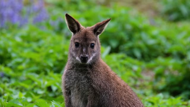 a kangaroo looking for a lover