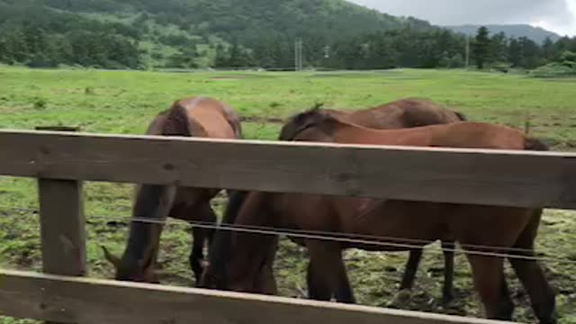 horse is resting