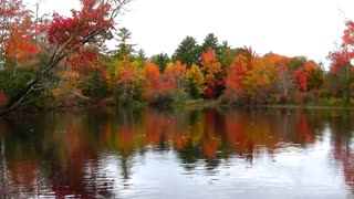 River Foliage