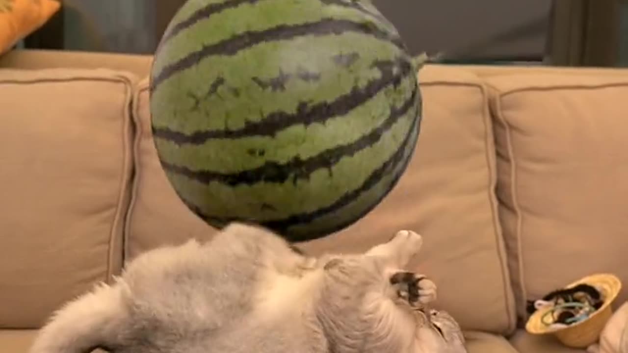 Cat circus with watermelon