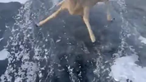 Roe deer get stuck on frozen lake