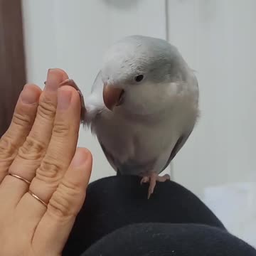 "Tweeting in High Definition: The Musical World of Birds"