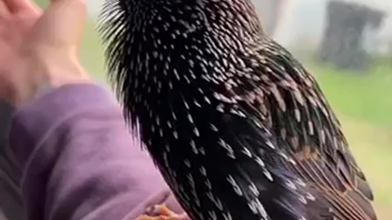 THIS BIRD MIMICKING STAR WAR SOUNDS AND MORE