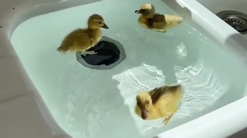 Ducks in the kitchen sink