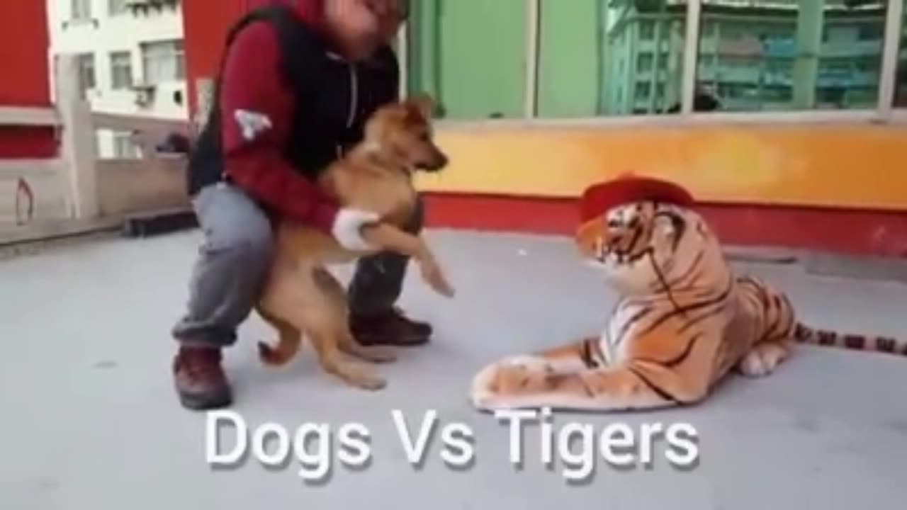 Bark vs Roar: Dogs Encounter Fake Tigers in Rib-Tickling Standoff!