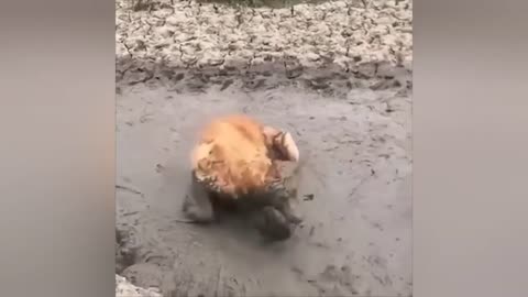 Funny animal videos