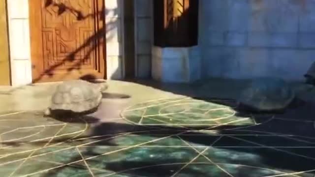 Turtles Race