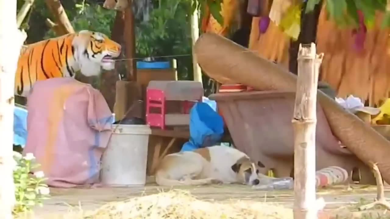 Funny Dog 🐶 Prank 😂