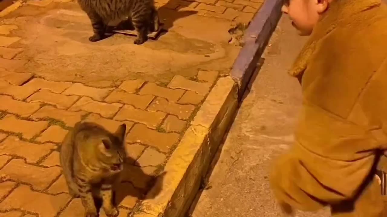 Funny cat video