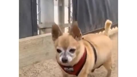 Funniest Animals 🐧 - Best Of The 2020 Funny Animal Videos 😁 - Cutest Animals Ever