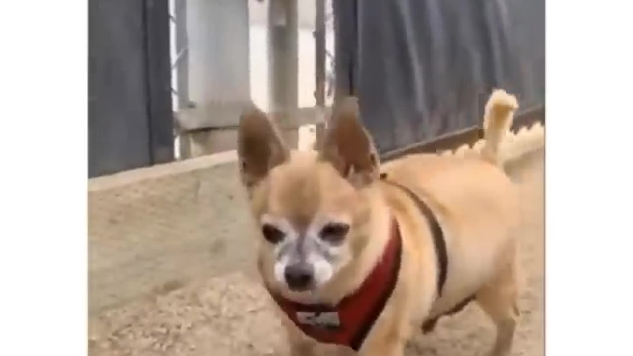 Funniest Animals 🐧 - Best Of The 2020 Funny Animal Videos 😁 - Cutest Animals Ever