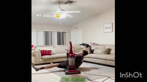 Funny animal dog Cut all all video rumble.com