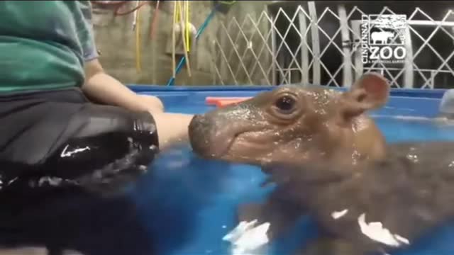 Cute hippo