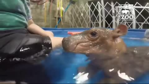 Cute hippo