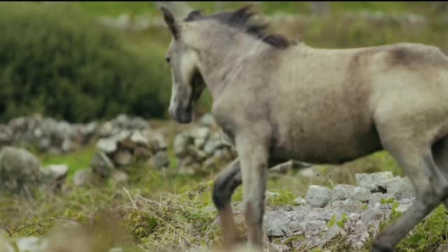 Horse starting / hours ago /horse dance