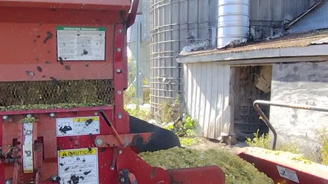 Filling silo with corn silage