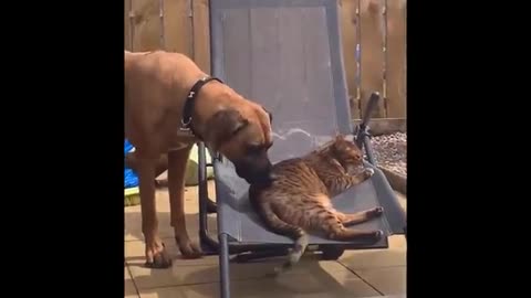 FUNNIEST DOG AND CAT COMPILATION 😂