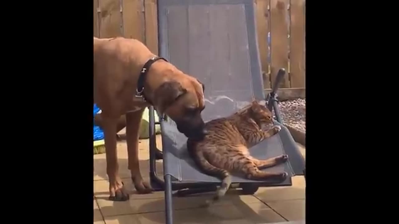 FUNNIEST DOG AND CAT COMPILATION 😂