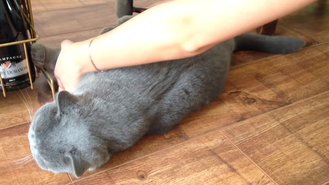 Coconut. Blue British Shorthair. Loves Brushing